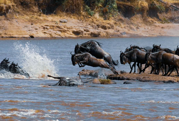 Wildebeest River Crossing during Serengeti Migration